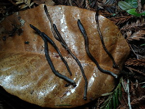  ( - FDS-CA-03248)  @11 [ ] by (2024) Justin Paulin Fungal Diversity Survey