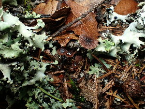  ( - FDS-CA-03257)  @11 [ ] by (2024) Justin Paulin Fungal Diversity Survey
