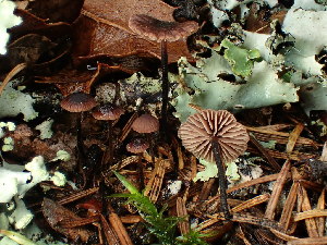  (Pseudomarasmius sp. CA01 - FDS-CA-03257)  @11 [ ] by (2024) Justin Paulin Fungal Diversity Survey