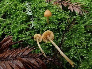  ( - FDS-CA-03259)  @11 [ ] by (2024) Justin Paulin Fungal Diversity Survey