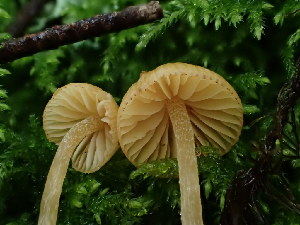  ( - FDS-CA-03259)  @11 [ ] by (2024) Justin Paulin Fungal Diversity Survey