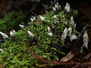  (Xylaria - FDS-CA-03262)  @11 [ ] by (2024) Justin Paulin Fungal Diversity Survey