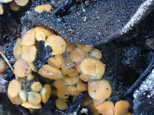  ( - FDS-CA-02316)  @11 [ ] by-nc (2024) Jaren Hockert Fungal Diversity Survey