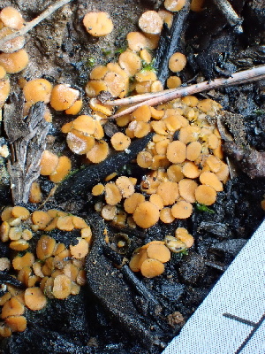  ( - FDS-CA-02316)  @11 [ ] by-nc (2024) Jaren Hockert Fungal Diversity Survey