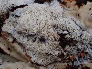  ( - FDS-CA-02392)  @11 [ ] by-nc (2024) Jaren Hockert Fungal Diversity Survey