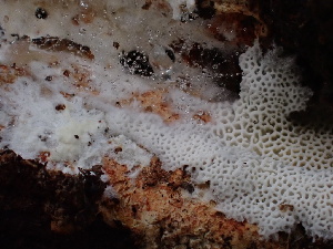  ( - FDS-CA-02392)  @11 [ ] by-nc (2024) Jaren Hockert Fungal Diversity Survey