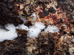  ( - FDS-CA-02392)  @11 [ ] by-nc (2024) Jaren Hockert Fungal Diversity Survey