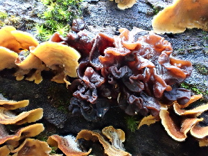  ( - FDS-CA-02315)  @11 [ ] by-nc (2024) Jaren Hockert Fungal Diversity Survey