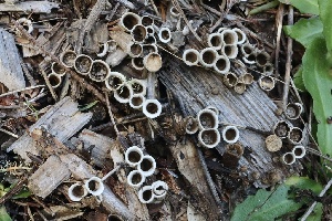  ( - FDS-CA-00921)  @11 [ ] by-nc (2024) Taye Bright Fungal Diversity Survey