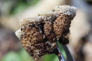  ( - FDS-CA-00921)  @11 [ ] by-nc (2024) Taye Bright Fungal Diversity Survey