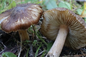  ( - FDS-CA-00925)  @11 [ ] by-nc (2024) Taye Bright Fungal Diversity Survey