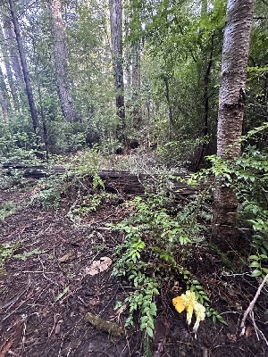  ( - FDS-CA-00934)  @11 [ ] by-nc (2024) Taye Bright Fungal Diversity Survey