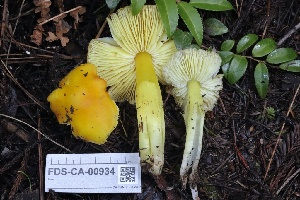  ( - FDS-CA-00934)  @11 [ ] by-nc (2024) Taye Bright Fungal Diversity Survey