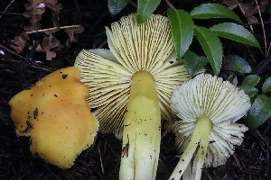 ( - FDS-CA-00934)  @11 [ ] by-nc (2024) Taye Bright Fungal Diversity Survey
