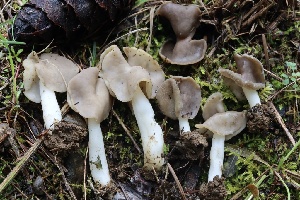  (Helvella compressa - FDS-CA-00937)  @11 [ ] by-nc (2024) Taye Bright Fungal Diversity Survey