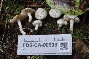  ( - FDS-CA-00938)  @11 [ ] by-nc (2024) Taye Bright Fungal Diversity Survey