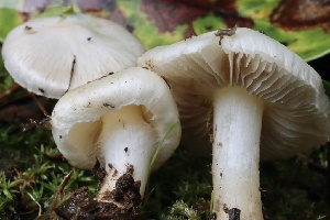  ( - FDS-CA-00938)  @11 [ ] by-nc (2024) Taye Bright Fungal Diversity Survey