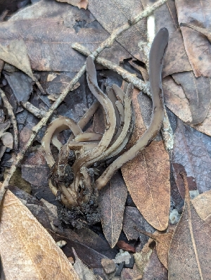  ( - FDS-CA-03664)  @11 [ ] by-nc (2024) Stu Pickell Fungal Diversity Survey