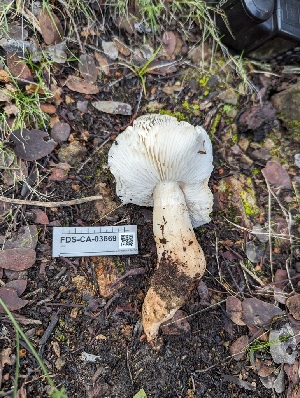  (Tricholoma sp. saponaceum-PNW05 - FDS-CA-03669)  @11 [ ] by-nc (2024) Stu Pickell Fungal Diversity Survey