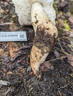  ( - FDS-CA-03669)  @11 [ ] by-nc (2024) Stu Pickell Fungal Diversity Survey