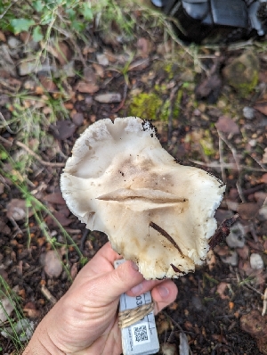  ( - FDS-CA-03669)  @11 [ ] by-nc (2024) Stu Pickell Fungal Diversity Survey