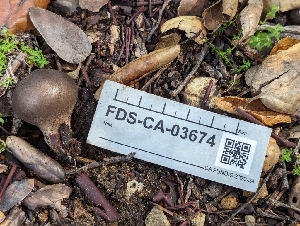  ( - FDS-CA-03674)  @11 [ ] by-nc (2024) Stu Pickell Fungal Diversity Survey