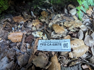  (Kavinia sp. CA02 - FDS-CA-03675)  @11 [ ] by-nc (2024) Stu Pickell Fungal Diversity Survey