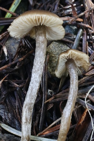  (Myochromella - FDS-CA-00942)  @11 [ ] by-nc (2024) Taye Bright Fungal Diversity Survey