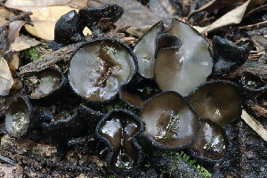  (Pseudoplectania sp. melaena-CA01 - FDS-CA-00945)  @11 [ ] by-nc (2024) Taye Bright Fungal Diversity Survey