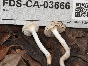  ( - FDS-CA-03666)  @11 [ ] by-nc (2024) Stu Pickell Fungal Diversity Survey