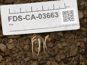  (Clavaria sp. CA12 - FDS-CA-03663)  @11 [ ] by-nc (2024) Stu Pickell Fungal Diversity Survey