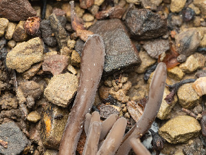 ( - FDS-CA-03664)  @11 [ ] by-nc (2024) Stu Pickell Fungal Diversity Survey