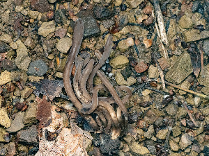  ( - FDS-CA-03664)  @11 [ ] by-nc (2024) Stu Pickell Fungal Diversity Survey