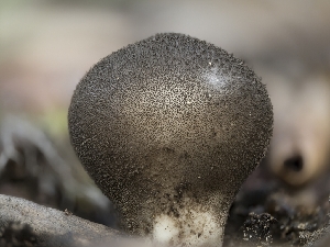  ( - FDS-CA-03674)  @11 [ ] by-nc (2024) Stu Pickell Fungal Diversity Survey