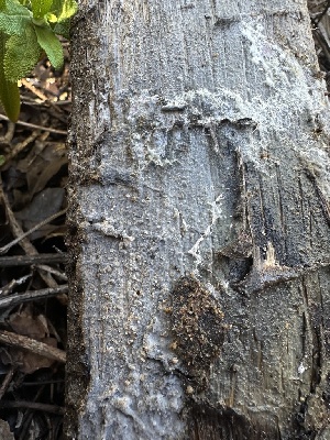  ( - FDS-CA-01600)  @11 [ ] c (2024) Rudy Diaz Fungal Diversity Survey