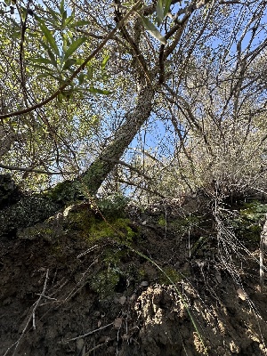  ( - FDS-CA-01569)  @11 [ ] c (2024) Rudy Diaz Fungal Diversity Survey