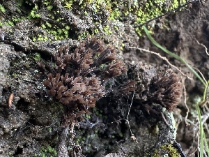  ( - FDS-CA-01569)  @11 [ ] c (2024) Rudy Diaz Fungal Diversity Survey