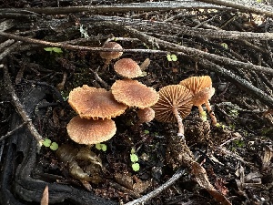  ( - FDS-CA-01559)  @11 [ ] c (2024) Rudy Diaz Fungal Diversity Survey