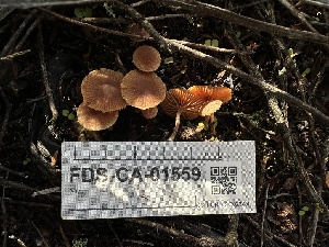  ( - FDS-CA-01559)  @11 [ ] c (2024) Rudy Diaz Fungal Diversity Survey