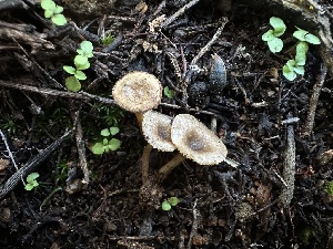  ( - FDS-CA-01564)  @11 [ ] c (2024) Rudy Diaz Fungal Diversity Survey