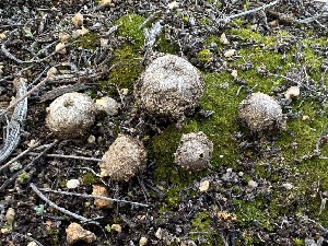  (Disciseda - FDS-CA-01599)  @11 [ ] c (2024) Rudy Diaz Fungal Diversity Survey