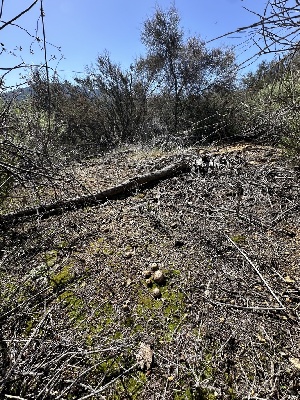  ( - FDS-CA-01599)  @11 [ ] c (2024) Rudy Diaz Fungal Diversity Survey