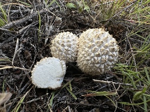  (Lycoperdon sp. CA04 - FDS-CA-01598)  @11 [ ] c (2024) Rudy Diaz Fungal Diversity Survey