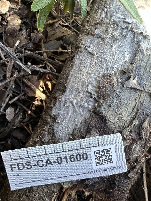  ( - FDS-CA-01600)  @11 [ ] c (2024) Rudy Diaz Fungal Diversity Survey