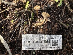  ( - FDS-CA-01564)  @11 [ ] c (2024) Rudy Diaz Fungal Diversity Survey