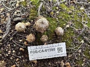 ( - FDS-CA-01599)  @11 [ ] c (2024) Rudy Diaz Fungal Diversity Survey