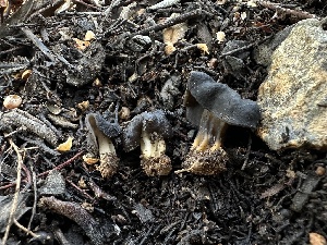 ( - FDS-CA-01567)  @11 [ ] c (2024) Rudy Diaz Fungal Diversity Survey