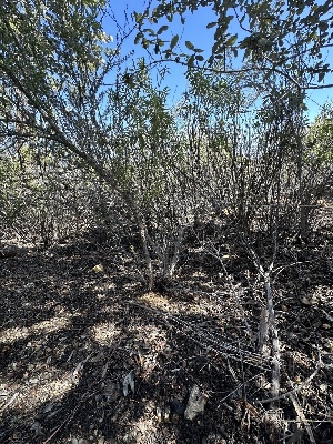  ( - FDS-CA-01567)  @11 [ ] c (2024) Rudy Diaz Fungal Diversity Survey