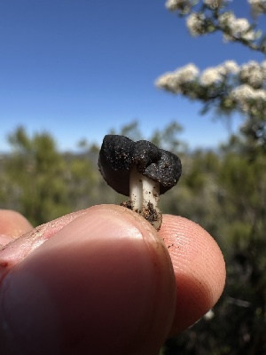  ( - FDS-CA-01567)  @11 [ ] c (2024) Rudy Diaz Fungal Diversity Survey