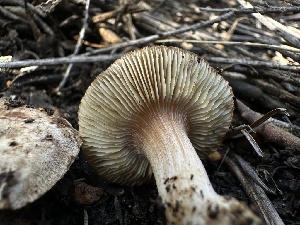  ( - FDS-CA-01566)  @11 [ ] c (2024) Rudy Diaz Fungal Diversity Survey